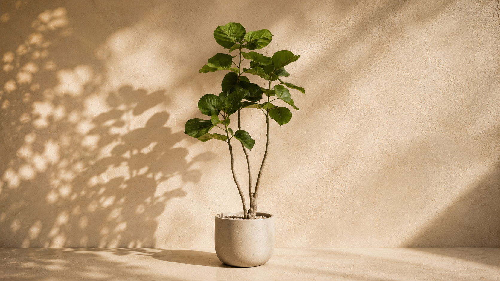 African fig