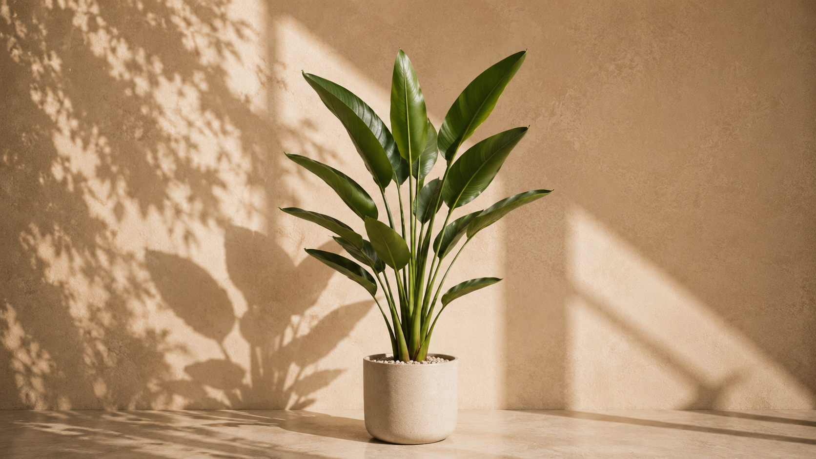 Bird of paradise